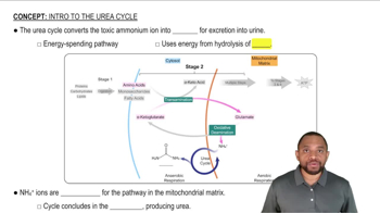 Intro to Urea Cycle Concept 1