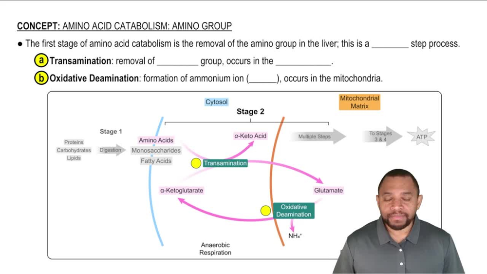 Amino Acid Catabolism: Amino Group Concept 1