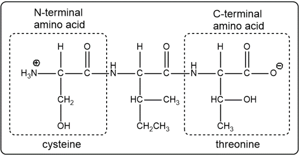 Labeled tripeptide with cysteine as N-terminal and threonine as C-terminal amino acid.