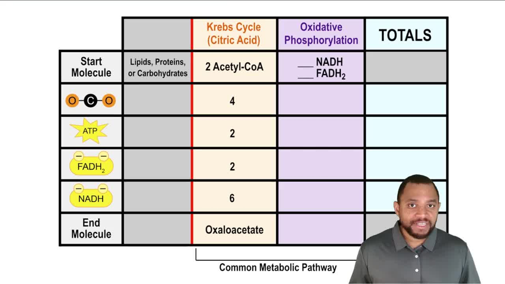 Aerobic Respiration Summary Concept 1