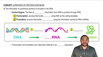 Overview of Protein Synthesis Concept 1