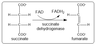 Diagram showing the reaction of succinate to fumarate by succinate dehydrogenase, illustrating enzyme classification.