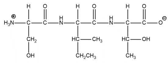 Tripeptide structure showing N-terminal and C-terminal amino acids.