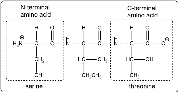 Labeled tripeptide with serine as N-terminal and threonine as C-terminal amino acid.