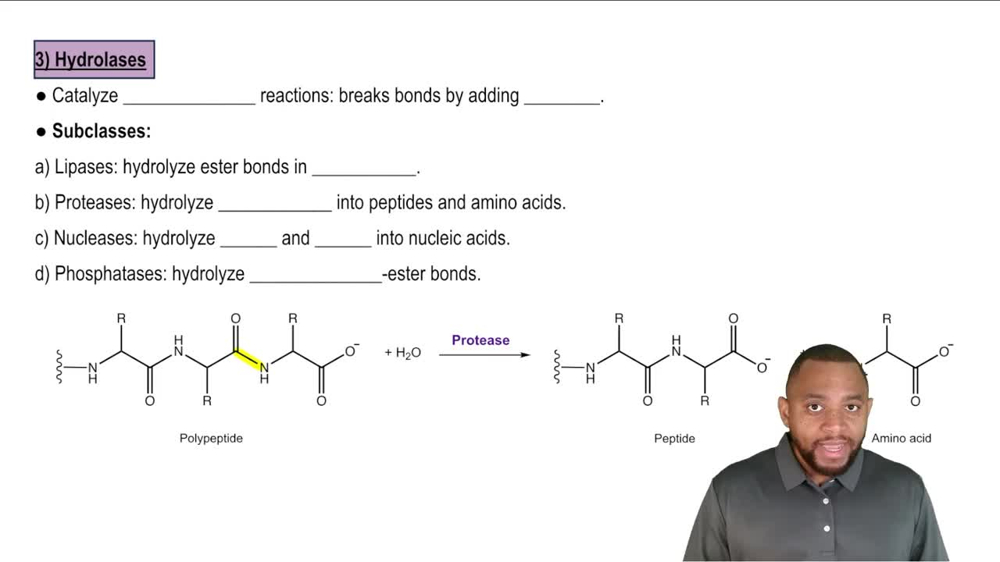 Hydrolases Concept 6