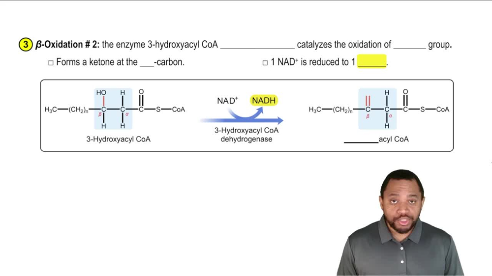 Oxidation of Fatty Acids Concept 6