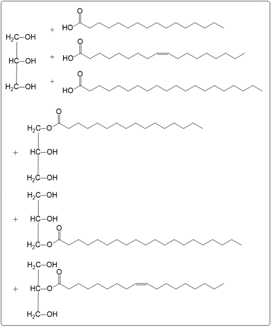 Hydrolysis products of triacylglycerol with hydroxyl groups shown.