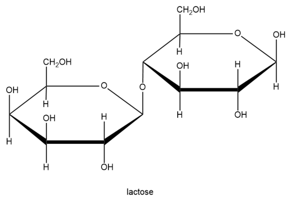 Haworth structure of lactose, a disaccharide found in milk.
