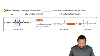 Oxidation of Fatty Acids Concept 7
