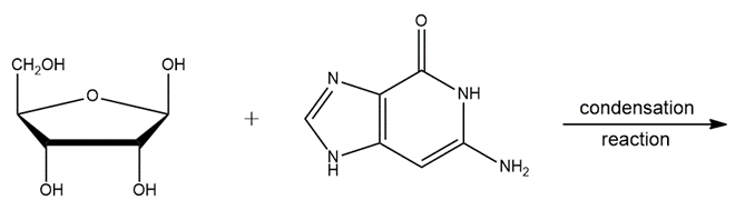 Chemical structures showing nucleoside and nucleotide formation with condensation reaction.