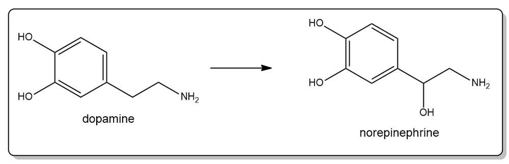 Chemical structure showing conversion of dopamine to norepinephrine in enzyme classification.