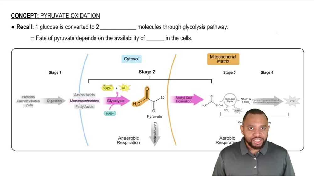 Pyruvate Oxidation Concept 1