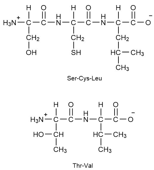 Peptide structures of Ser-Cys-Leu and Thr-Val for labeling N-terminus and C-terminus.