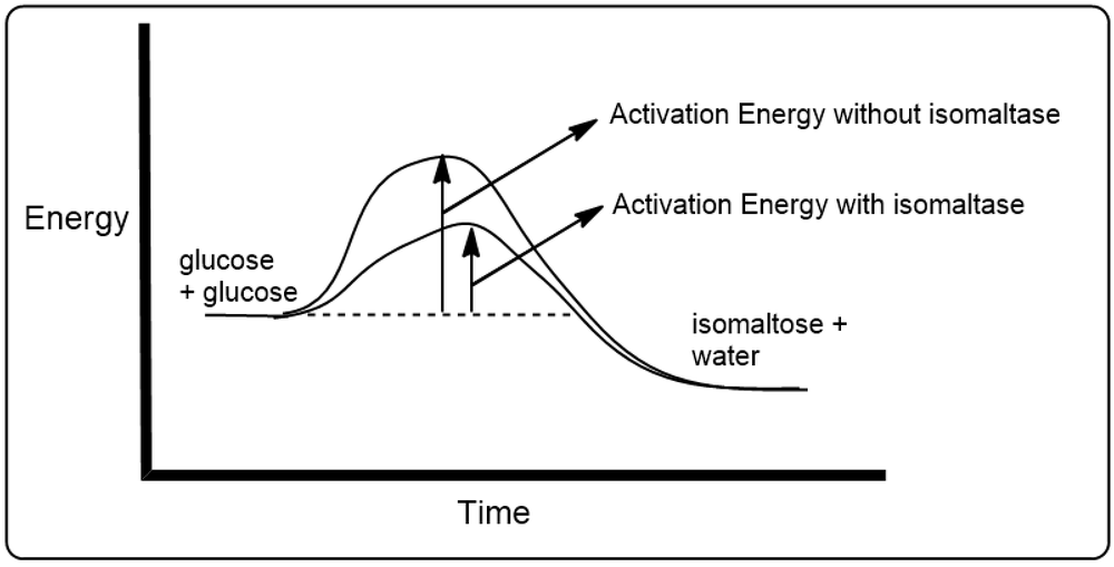 Energy diagram comparing activation energy for isomaltose hydrolysis with and without isomaltase.