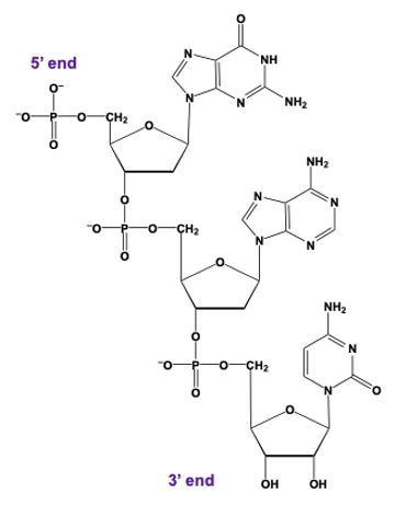 DNA trinucleotide