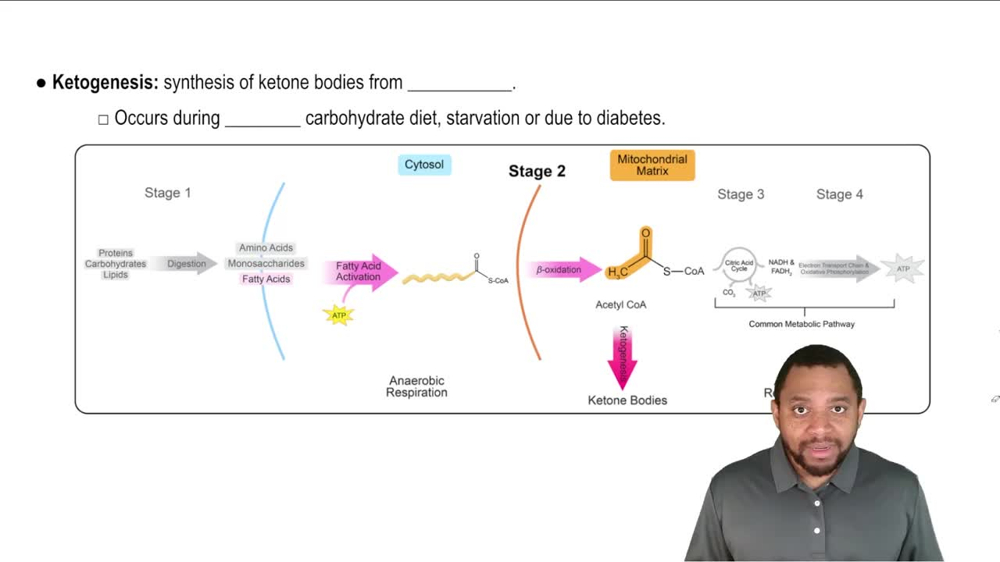 Ketone Bodies Concept 2