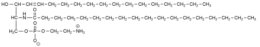 Chemical structure of sphingomyelin, a phospholipid in plasma membranes.