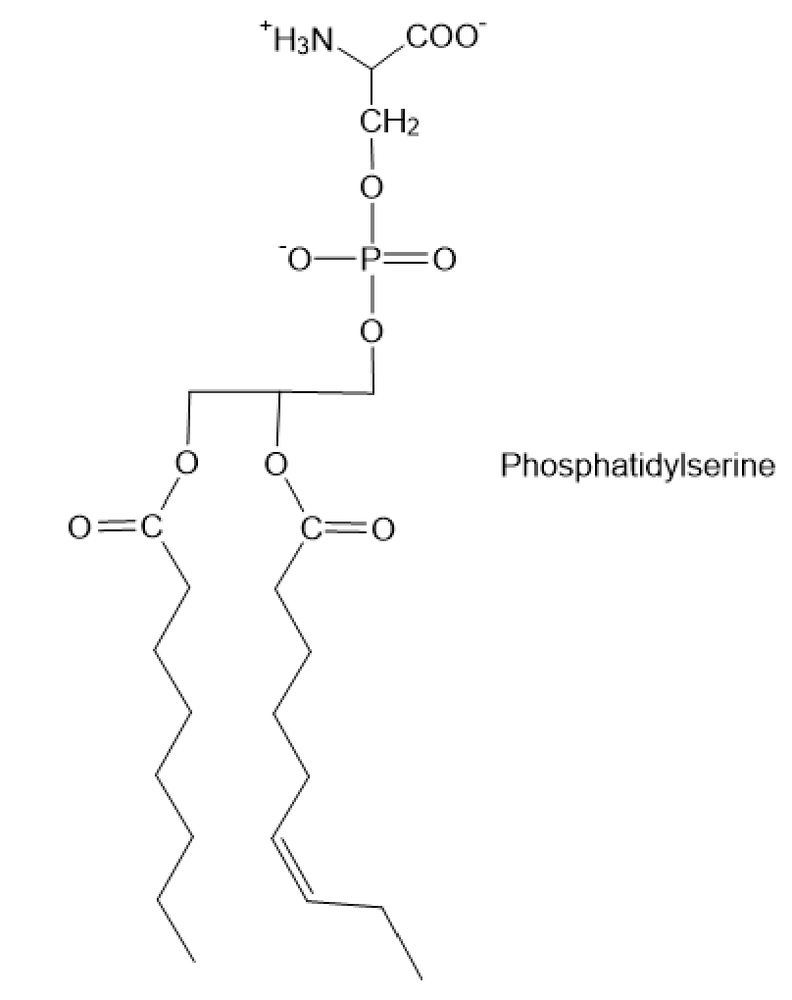 Chemical structure of phosphatidylserine for hydrolysis question.