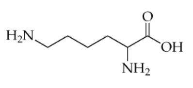 Structure of the amino acid lysine in its uncharged form, highlighting potential hydrogen bonding amine groups.