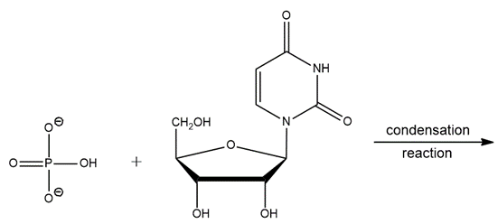 Chemical structures of nucleosides and nucleotides in a condensation reaction.