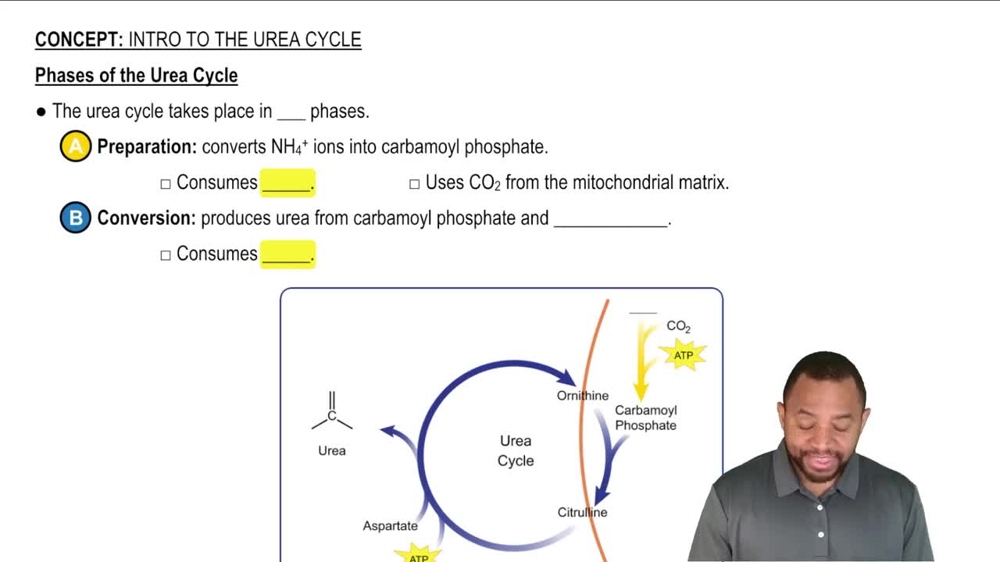 Intro to Urea Cycle Concept 2