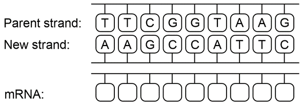 DNA parent and new strands with mRNA synthesis question for transcription topic.