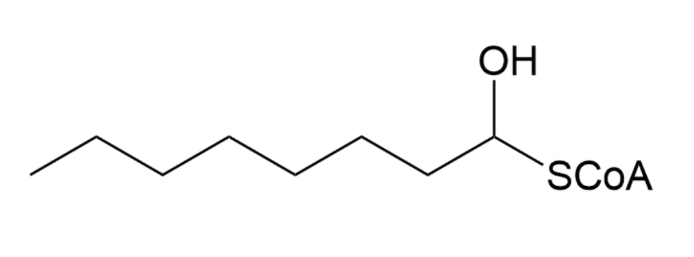 <IMAGE>