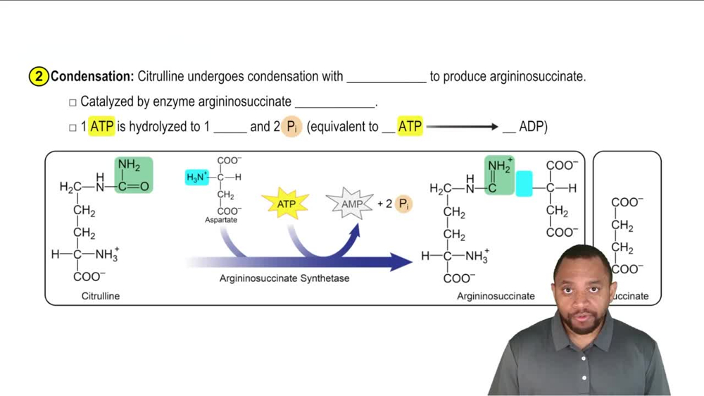 The Urea Cycle Concept 5