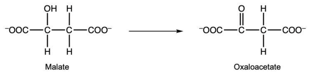 Chemical reaction showing malate converting to oxaloacetate by oxidation of an alcohol group to a ketone group.