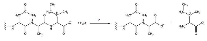 A reaction with an enzyme