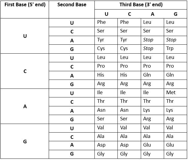 Table showing codons for amino acids, highlighting glycine codons GGU, GGC, GGA, GGG.