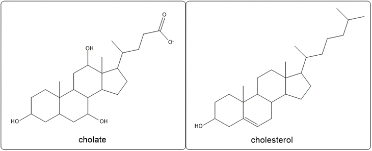 Chemical structures of cholate and cholesterol for lipid metabolism comparison.