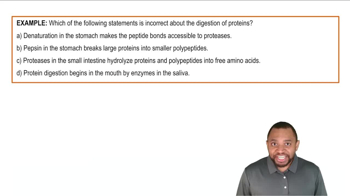 Digestion of Proteins Example 1
