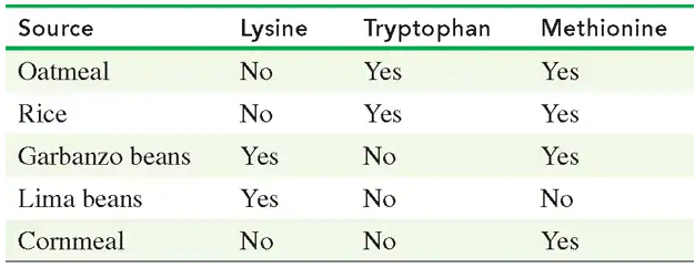 Table showing essential amino acid content in various food sources: oatmeal, rice, garbanzo beans, lima beans, and cornmeal.