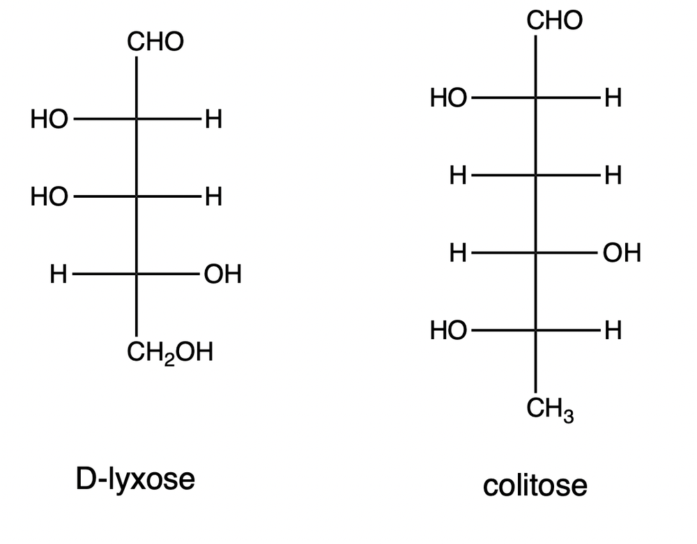 Fischer projections of D-lyxose and colitose showing their chiral centers.