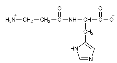 Structure of carnosine with N-terminal and C-terminal amino acids swapped.
