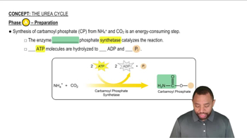 The Urea Cycle Concept 2