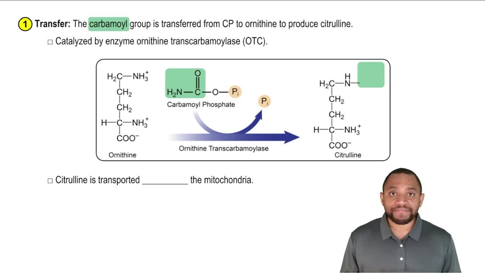 The Urea Cycle Concept 4