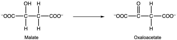 malate to oxaloacetate reaction