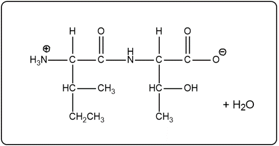 Peptide bond formation with water as a product.