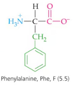Structure of α-keto acid from transamination of phenylalanine, showing amino and carboxyl groups.