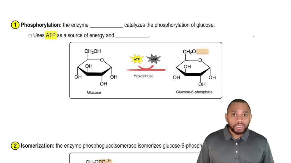 Glycolysis Concept 2
