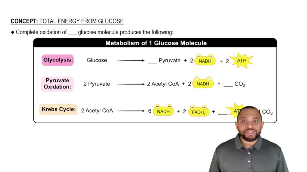 Total Energy From Glucose Concept 1
