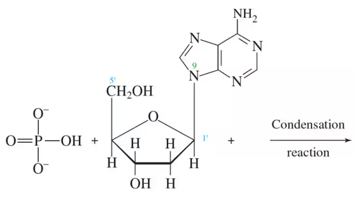 Chemical structures illustrating the condensation reaction of nucleoside and nucleotide formation.
