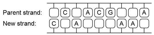 Diagram showing parent and new mRNA strands for transcription exercise.