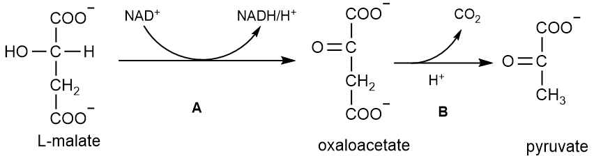 Chemical reaction diagram showing malate to oxaloacetate conversion by malate dehydrogenase.