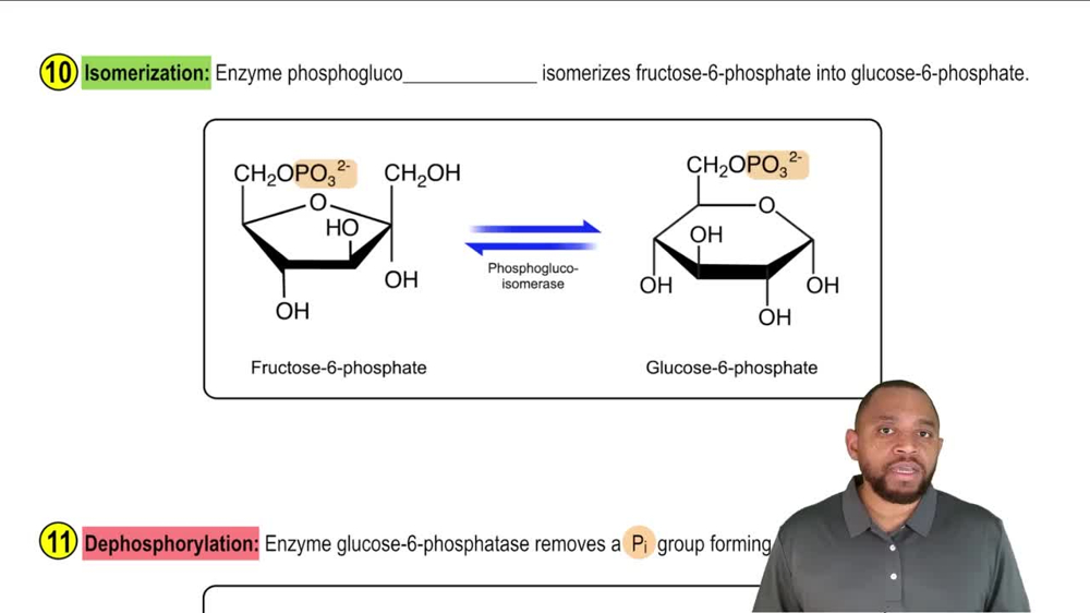 Gluconeogenesis Concept 11