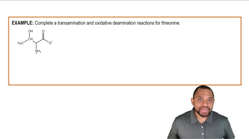 Amino Acid Catabolism: Amino Group Example 2