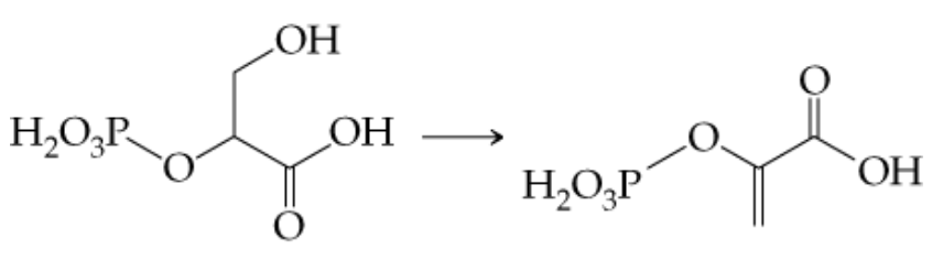 Chemical reaction showing the conversion of 2-Phosphoglyceric acid to phosphoenolpyruvic acid with structural formulas.