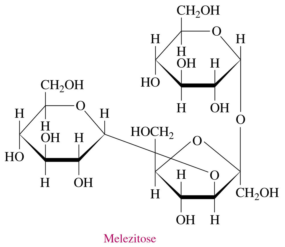 Haworth structure of melezitose, a carbohydrate secreted by insects, with labeled hydroxyl groups and molecular formula.